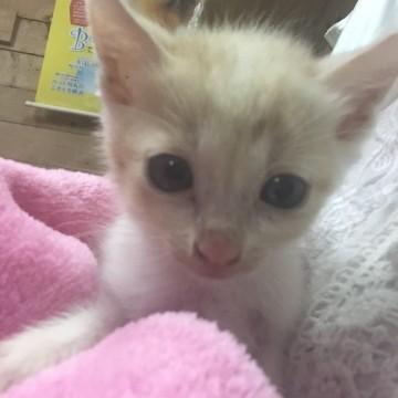 ミルクティーみたいな色で可愛いで