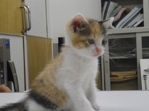 元気な三毛ちゃんです