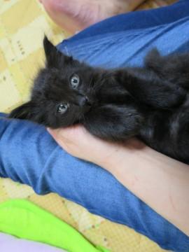 長毛の子猫、可愛がってくれる方募