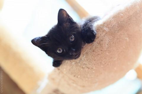 真っ黒な可愛い男の子