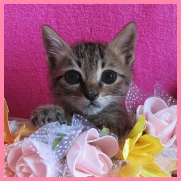 沢山の猫達と面会可能です★