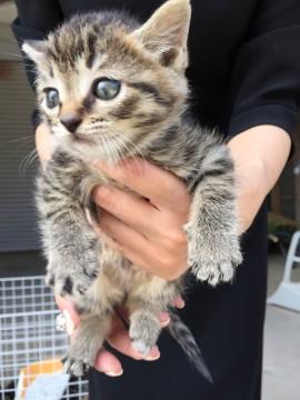 かわいいです！