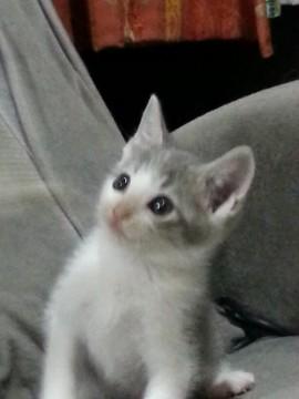 ほんわかグレーのおっとり猫ちゃん