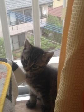 目がクリクリの可愛いキジ猫ちゃん