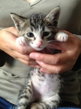 ピンクの鼻が可愛いキジ白猫君