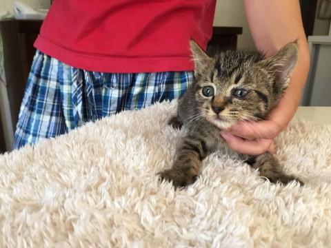 かわいいキジの兄弟仔猫ちゃん