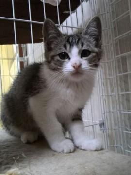 生後二か月、ツンデレ美少女