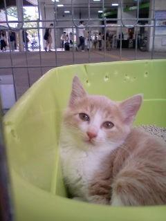 きれいなベージュ子猫姉妹