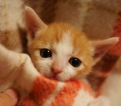 茶白の可愛い男の子