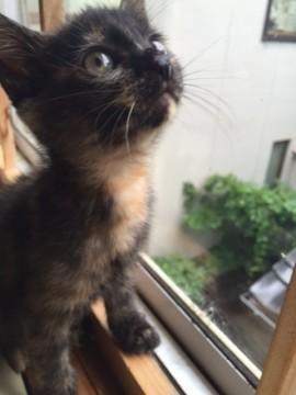 お転婆な、錆猫ちゃん