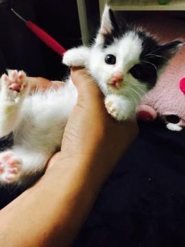 生後2ヶ月頃の子猫です！