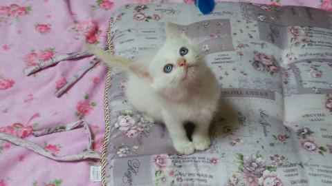 ホワイトクリーム姉妹猫♡