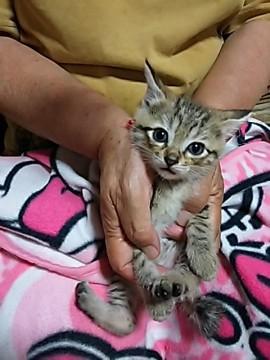 地域猫現場に遺棄された３兄妹