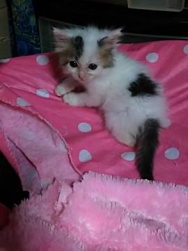 地域猫現場に遺棄された３兄妹