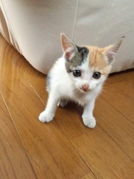可愛い三毛猫ちゃん