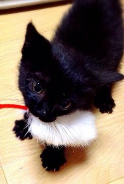 可愛い黒猫の赤ちゃん！