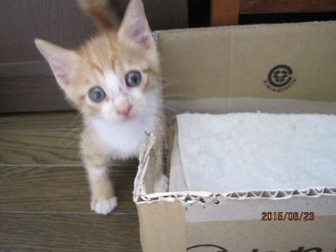 いのち助けてください　(=^・^