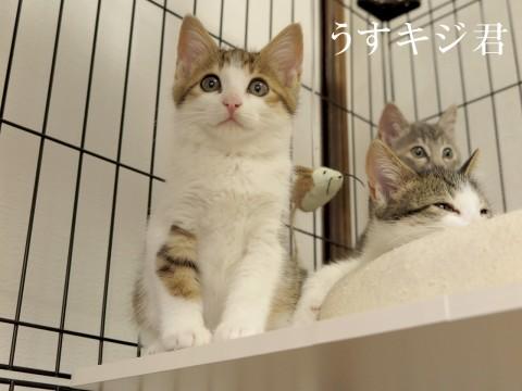 うすキジ君　生後３ヶ月