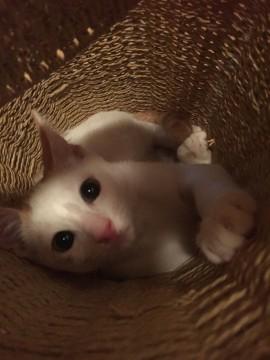 困った顔のおっとりちゃん