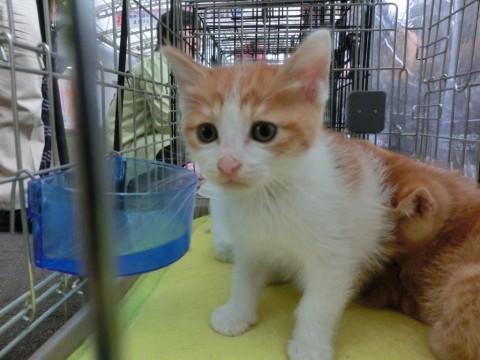 かわいい茶白の仔猫ちゃん