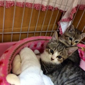 かわいい兄妹猫