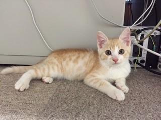 ちょっとフワフワの可愛子ちゃんで