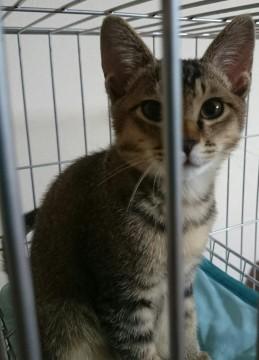 生後3ヶ月のオスの子猫