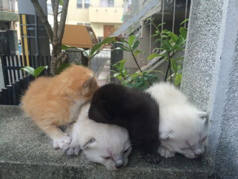 即決、野良子猫保護1