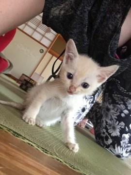 甘えんぼうの猫ちゃん