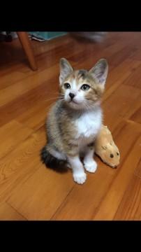 三毛猫もどきの女の子です！