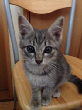 おとなしいオス猫ちゃん