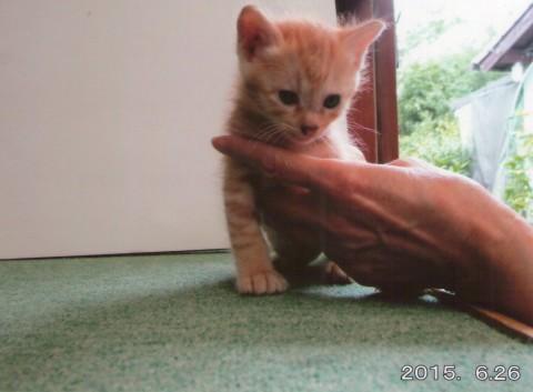 １ヶ月ちょっとの３匹