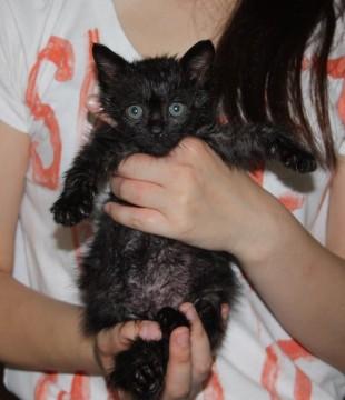 黒猫のエルマー君です。