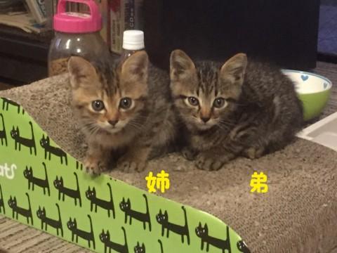 かわいいキジ子猫 姉弟 ２匹