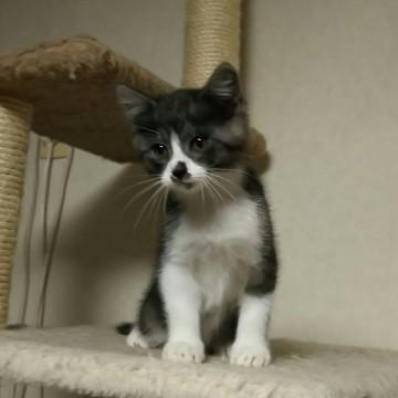 ちょっと長毛サバ白の元気な男の子