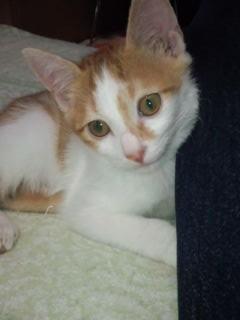 僕達兄弟を早く迎えに来て！