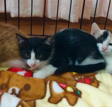 可愛い白黒で鼻筋の通った仔猫くん