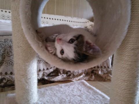 ネコじゃらし大好き(^^)