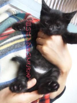 猫の白パンツがトレードマーク