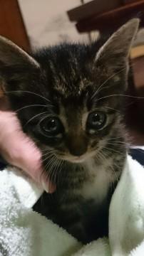 可愛い子猫の兄弟
