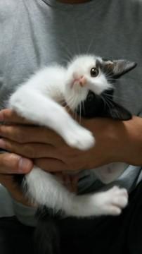 白黒はちわれ仔猫ちゃん