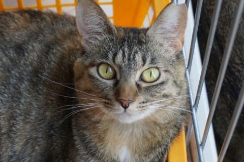 おっとり、ほんわかキジさびちゃん