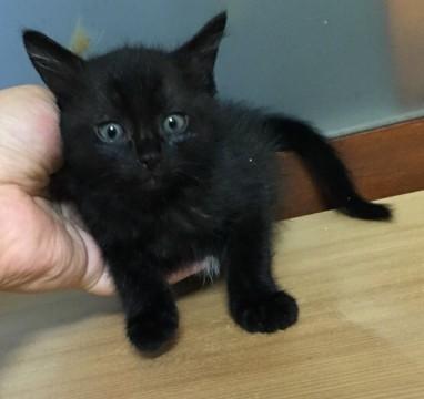 長野県 好奇心旺盛な黒猫女の子 猫の里親募集 ネコジルシ