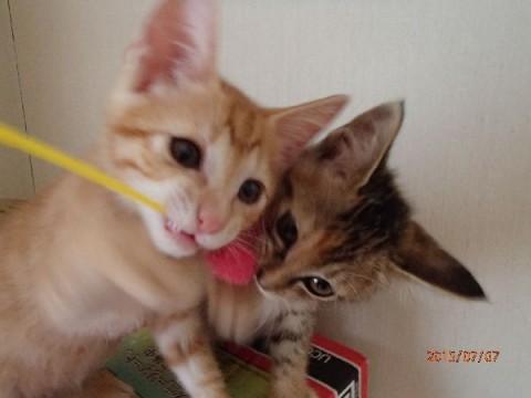 頑張った、きょうだい子猫