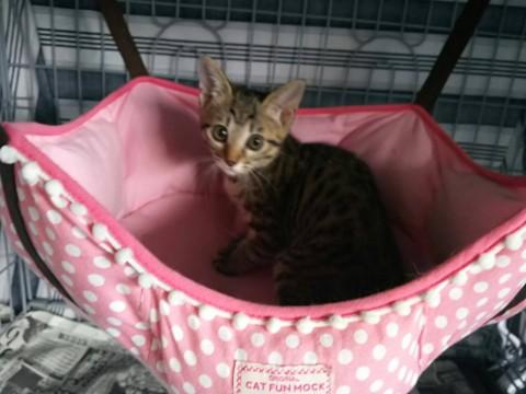 ベンガル風な美猫ちゃん