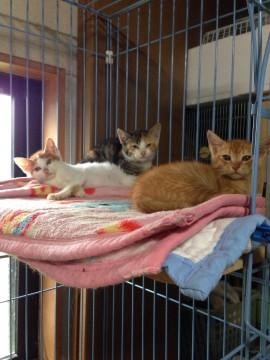 可愛い3兄妹です。