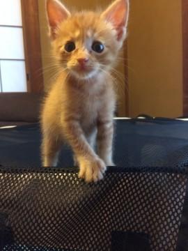 茶トラ尾っぽなし