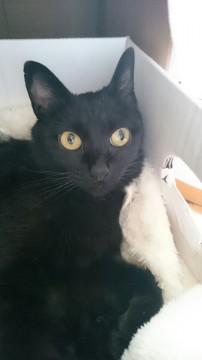 超～人懐っこい 黒猫ちゃん！