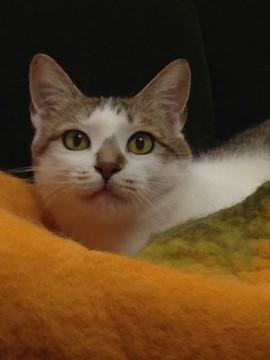 面白にゃんこ かりねちゃん