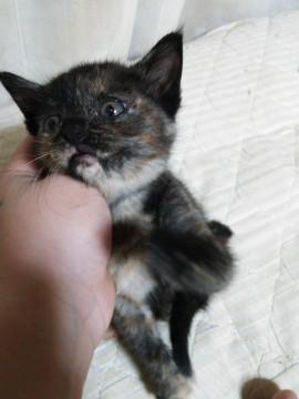 ぶさかわ？？！サビ猫ちゃん